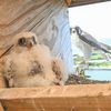 Tiny, adorable and ruthless: New peregrine falcon tagged on Gil Hodges Bridge